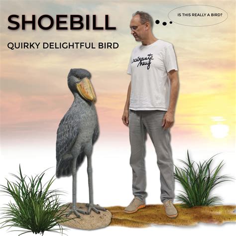 shoe billed st9rk fake birds|shoebill stork for sale.